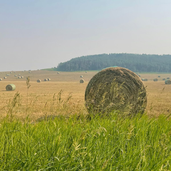 Рынок сена люцерны в России имеет двукратный потенциал для роста